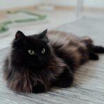 Pies i kot pod jednym dachem – jak ich zaprzyjaźnić?