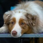 Jesteś groomerem? Znajdź hurtownię, która nie zawodzi!