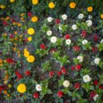 Ogród jako przedłużenie domu – taras, rośliny i strefy relaksu