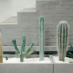 Twój Ogród Marzeń – jak stworzyć idealną przestrzeń wokół domu